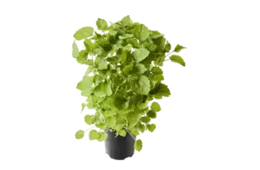 BIO Agastache drop kruid in pot doos 2st
